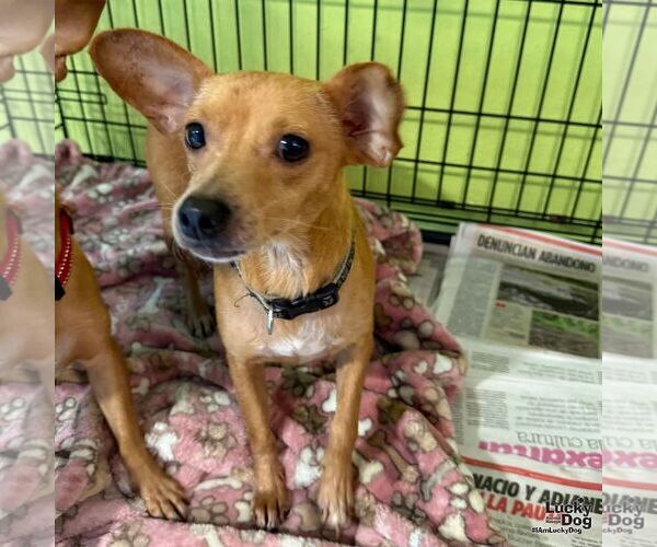 Medium Photo #3 Chihuahua-Unknown Mix Puppy For Sale in Washington, DC, USA