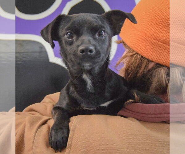 Medium Photo #5 Chiweenie Puppy For Sale in Huntley, IL, USA