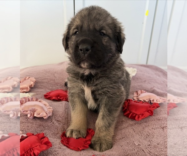 Medium Photo #22 Mastiff-Pyrenean Mastiff Mix Puppy For Sale in RHOME, TX, USA