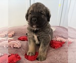 Puppy Yellow Mastiff-Pyrenean Mastiff Mix
