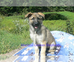 Small #1 German Shepherd Dog