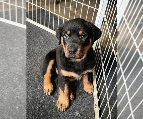 Medium Photo #2 Rottweiler Puppy For Sale in GREENFIELD, IN, USA