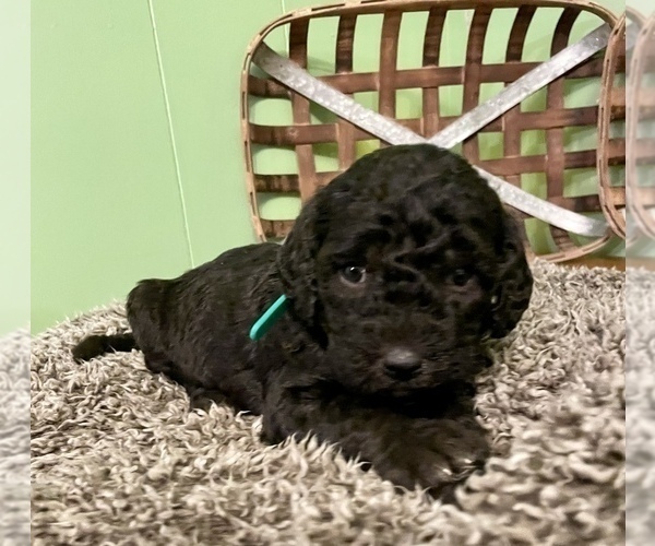 Medium Photo #13 Labradoodle-Poodle (Standard) Mix Puppy For Sale in MIDDLESEX, NC, USA