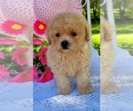 Small Photo #3 Maltipoo Puppy For Sale in EASTON, PA, USA