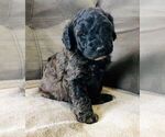 Small Photo #4 Poodle (Miniature) Puppy For Sale in WALHONDING, OH, USA