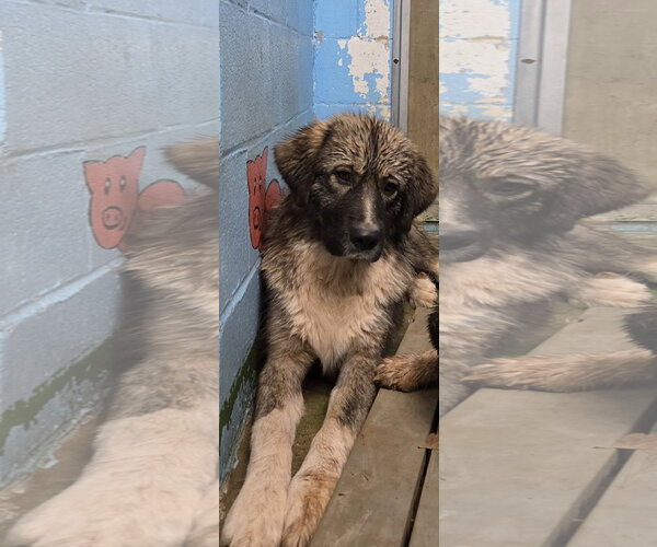 Medium Photo #2 Great Pyrenees-Unknown Mix Puppy For Sale in Rustburg, VA, USA