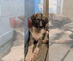 Small Photo #2 Great Pyrenees-Unknown Mix Puppy For Sale in Rustburg, VA, USA