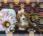 Small Photo #7 Cavapoo Puppy For Sale in LEOLA, PA, USA