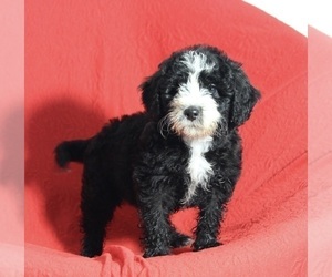 Miniature Bernedoodle Puppy for sale in SUGARCREEK, OH, USA