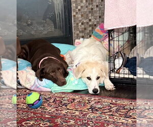 Finn - Female Great Pyrenees-Unknown Mix Dog for Adoption - Photo #4
