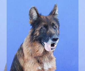 German Shepherd Dog Dogs for adoption in Pasadena, CA, USA