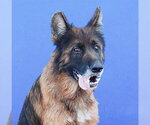 Small German Shepherd Dog