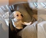 Small Photo #13 Frenchie Pug Puppy For Sale in BLOOMINGTON, IL, USA