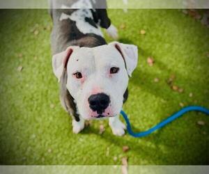 Mutt Dogs for adoption in Orlando, FL, USA
