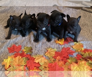 Boston Terrier-Faux Frenchbo Bulldog Mix Puppy for sale in FAIR PLAY, MO, USA