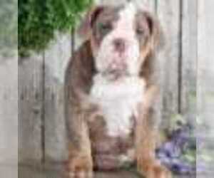 English Bulldog Puppy for sale in MOUNT VERNON, OH, USA