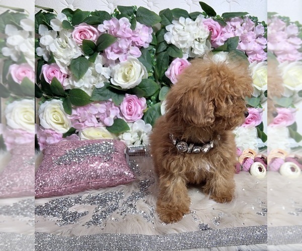 Medium Photo #38 Poodle (Toy) Puppy For Sale in HAYWARD, CA, USA