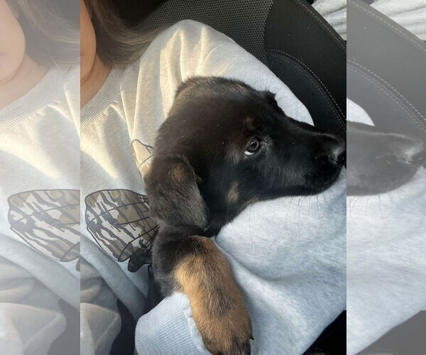 Medium Photo #4 German Shepherd Dog Puppy For Sale in New Hill, NC, USA