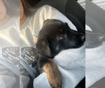 Small #3 German Shepherd Dog