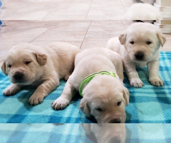 Medium Photo #65 Labrador Retriever Puppy For Sale in OLYMPIA, WA, USA