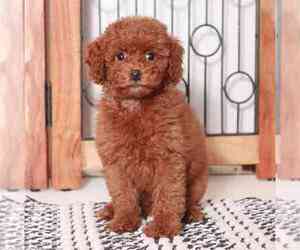 Poodle (Miniature) Puppy for sale in NAPLES, FL, USA