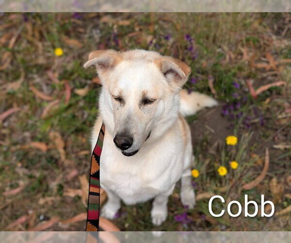 Medium Photo #3 Shepradors Puppy For Sale in McKinleyville, CA, USA