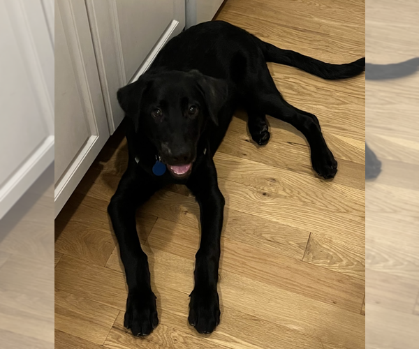 Medium Photo #3 Labrador Retriever Puppy For Sale in Brooklyn, NY, USA