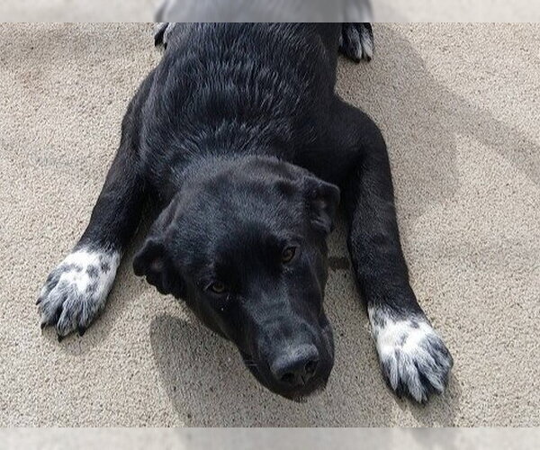 Medium Photo #1 Aussiedor Puppy For Sale in Ames, IA, USA