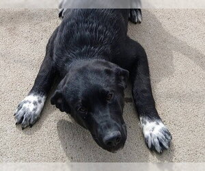 Aussiedor Dogs for adoption in Ames, IA, USA