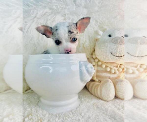 Medium Photo #15 Chihuahua Puppy For Sale in DACULA, GA, USA