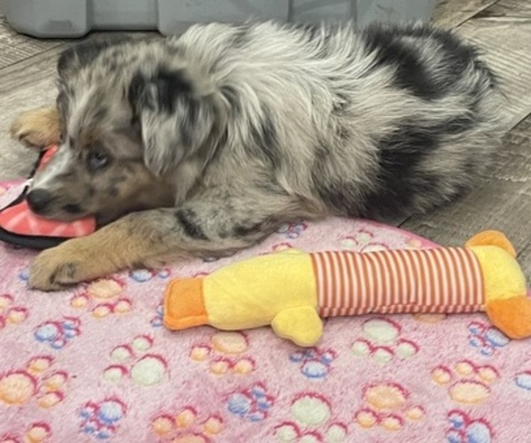Medium Photo #5 Miniature Australian Shepherd Puppy For Sale in TERRELL, TX, USA