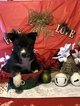 Small Photo #14 Pomsky Puppy For Sale in MIDDLETOWN, OH, USA