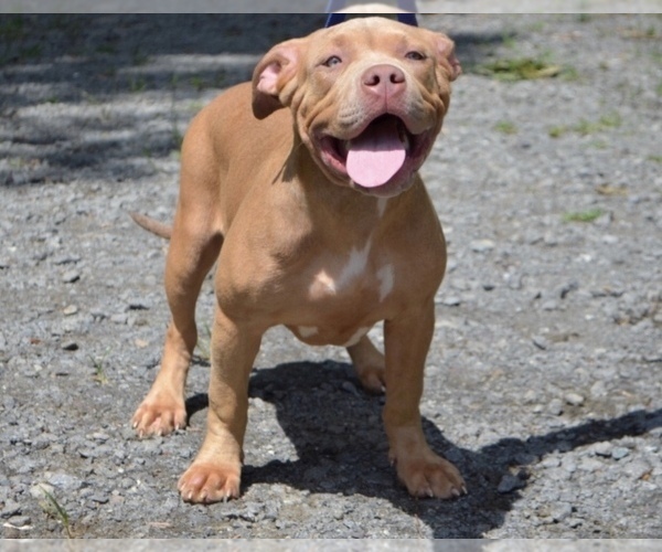 Medium Photo #1 American Bully Puppy For Sale in UNIONVILLE, VA, USA