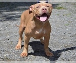Small Photo #1 American Bully Puppy For Sale in UNIONVILLE, VA, USA