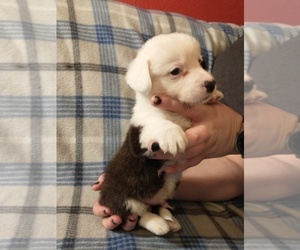 Cardigan Welsh Corgi Puppy for sale in DEFUNIAK SPGS, FL, USA
