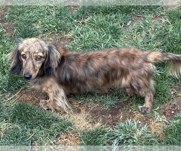 Medium Photo #1 Dachshund Puppy For Sale in Hesperia, CA, USA