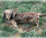 Small Dachshund
