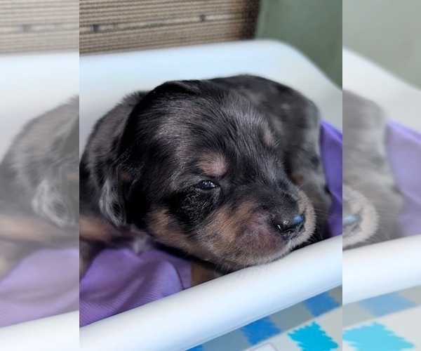 Medium Photo #2 Border Collie-Golden Retriever Mix Puppy For Sale in OVERLAND PARK, KS, USA