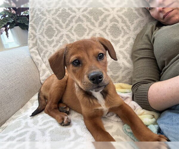 Medium Photo #1 Beagle-Unknown Mix Puppy For Sale in Dedham, MA, USA