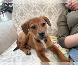 Beagle-Unknown Mix Dogs for adoption in Dedham, MA, USA