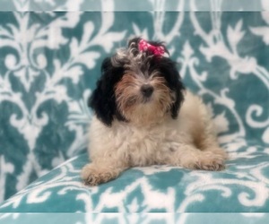 Lhasa-Poo Puppy for sale in LAKELAND, FL, USA