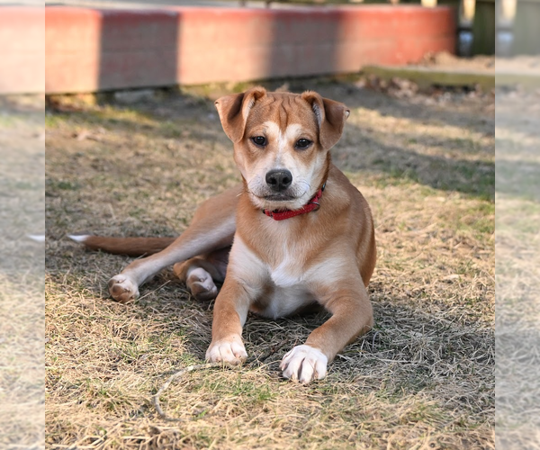 Medium Photo #8 Feist Terrier-Unknown Mix Puppy For Sale in Arlington, VA, USA