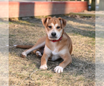 Small #7 Feist Terrier Mix