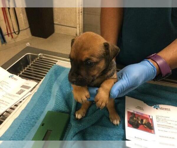 Medium Photo #2 German Shepherd Dog-Unknown Mix Puppy For Sale in Riverside, CA, USA