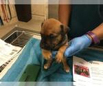 Small #1 German Shepherd Dog Mix