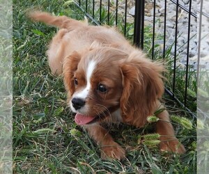 Cavalier King Charles Spaniel Puppy for sale in CARLISLE, KY, USA