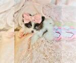 Small #18 Pomeranian