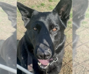 Father of the German Shepherd Dog puppies born on 07/23/2025