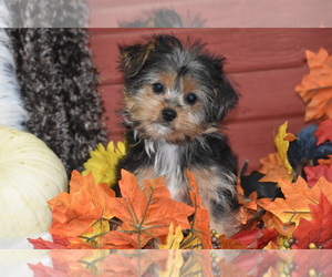 Yorkshire Terrier Puppy for sale in ELDORADO, OH, USA