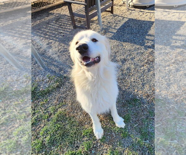 Medium Photo #4 Great Pyrenees Puppy For Sale in Rockaway, NJ, USA